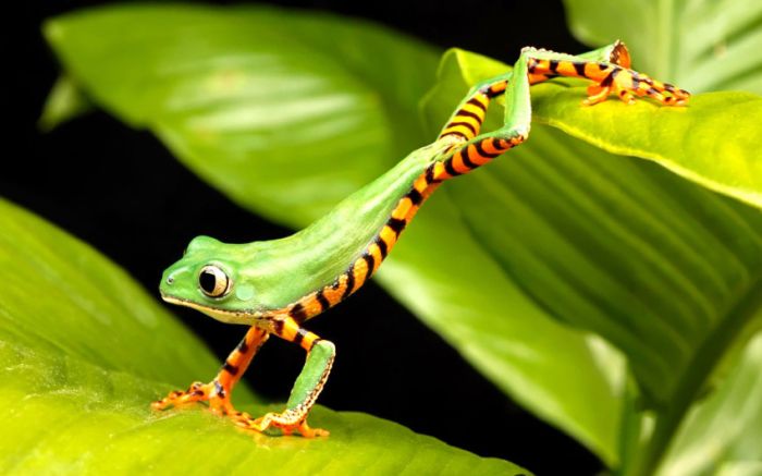 Awesome Animal Photos (100 pics)