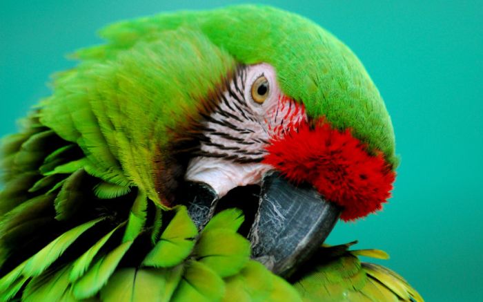 Awesome Animal Photos (100 pics)