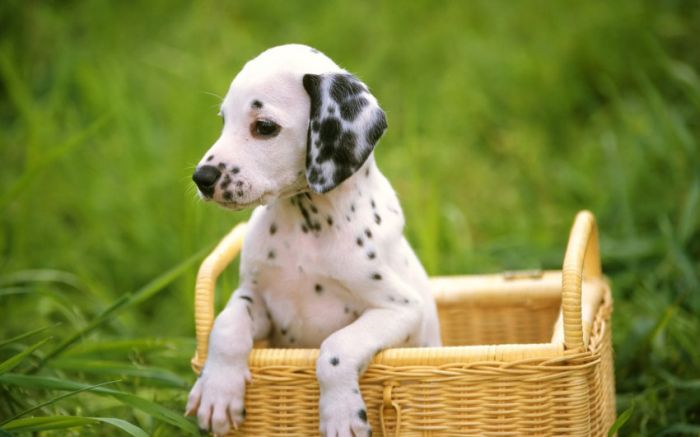 Awesome Animal Photos (100 pics)