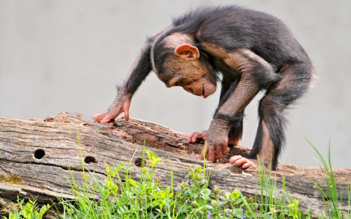 Awesome Animal Photos (100 pics)