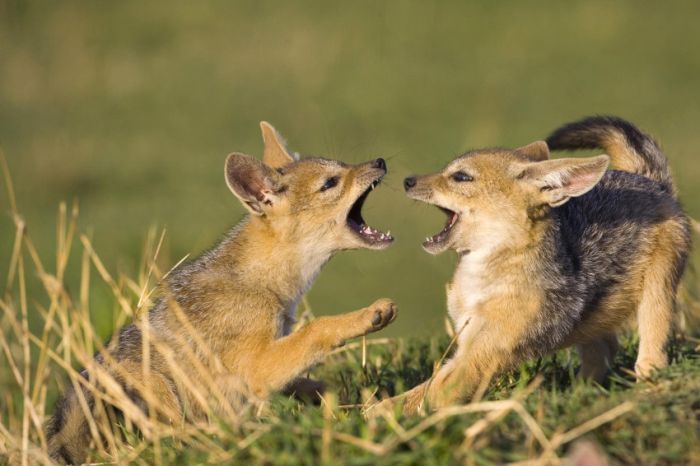Awesome Animal Photos (100 pics)