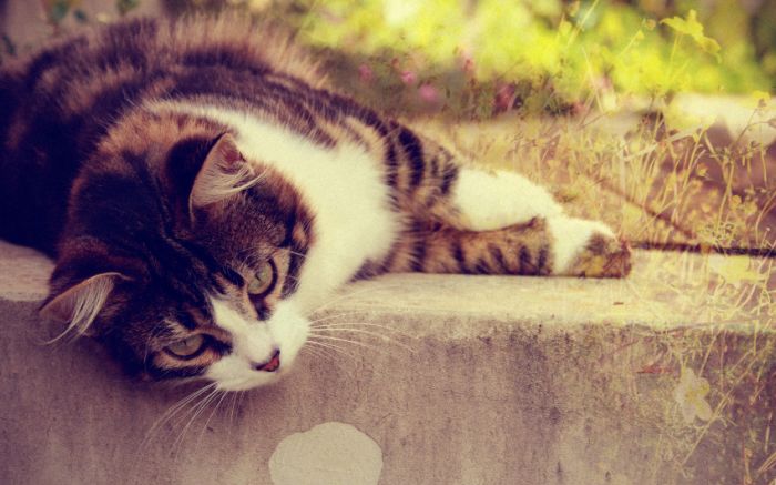 Awesome Animal Photos (100 pics)