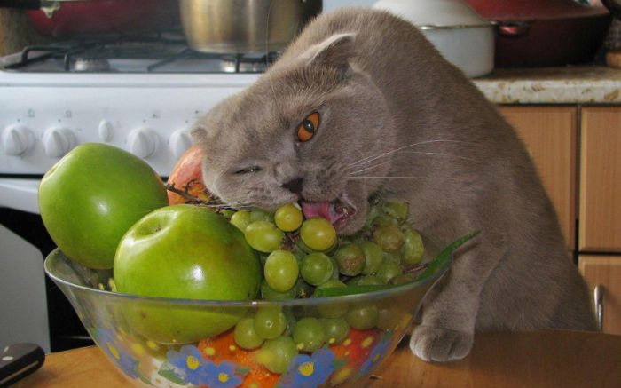 Awesome Animal Photos (100 pics)