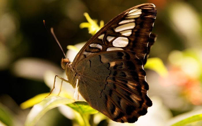 Awesome Animal Photos (100 pics)