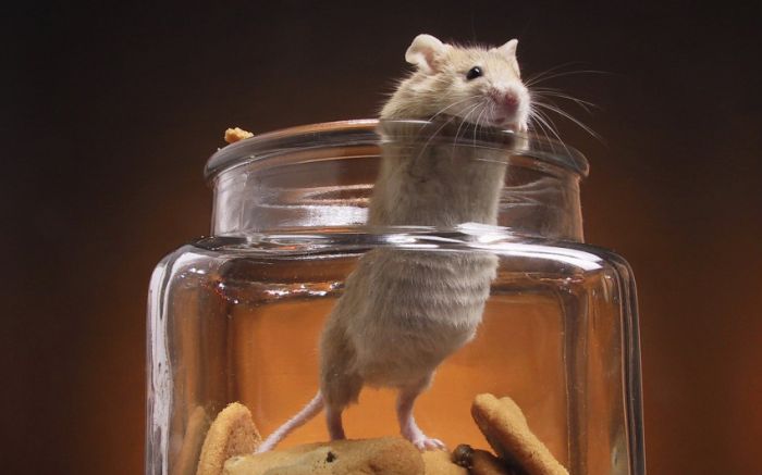 Awesome Animal Photos (100 pics)