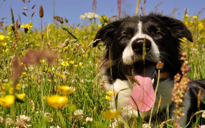 Awesome Animal Photos (100 pics)