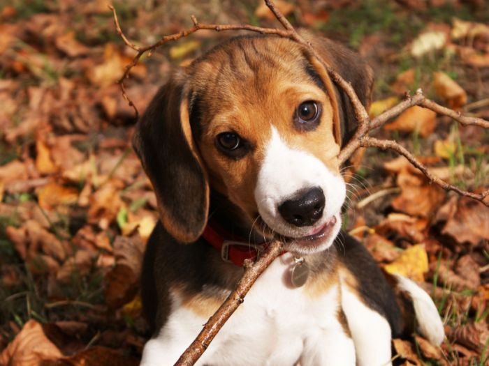 Awesome Animal Photos (100 pics)