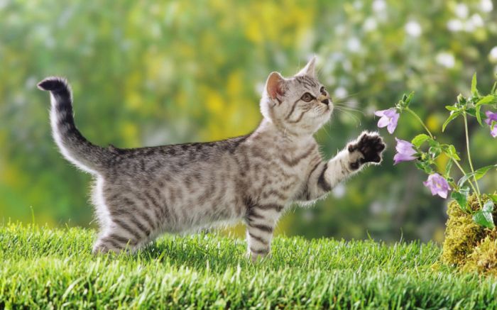 Awesome Animal Photos (100 pics)