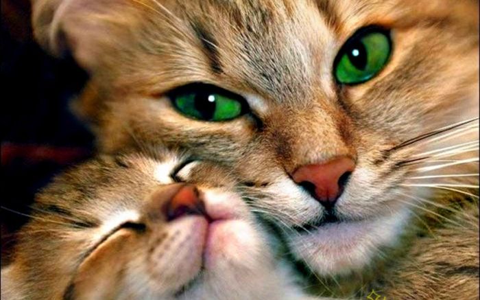 Awesome Animal Photos (100 pics)