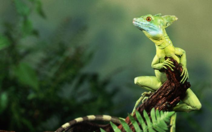 Awesome Animal Photos (100 pics)