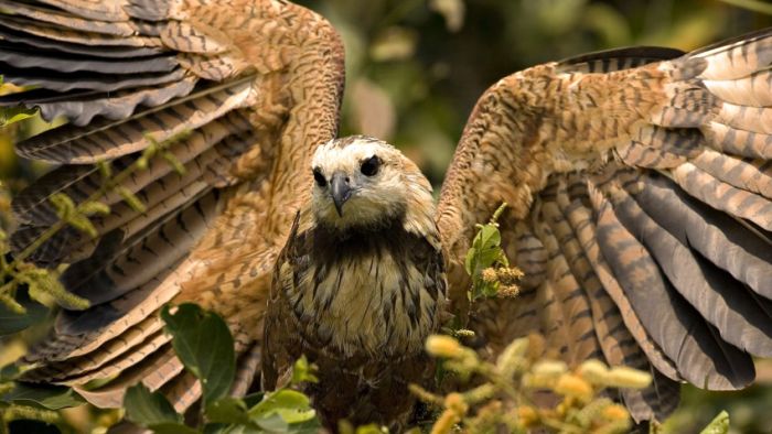 Awesome Animal Photos (100 pics)