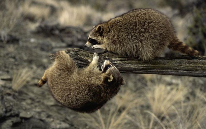 Awesome Animal Photos (100 pics)