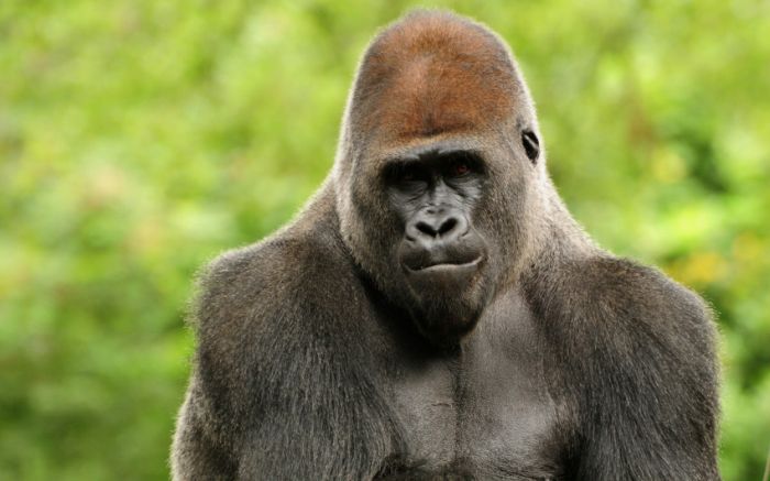 Awesome Animal Photos (100 pics)