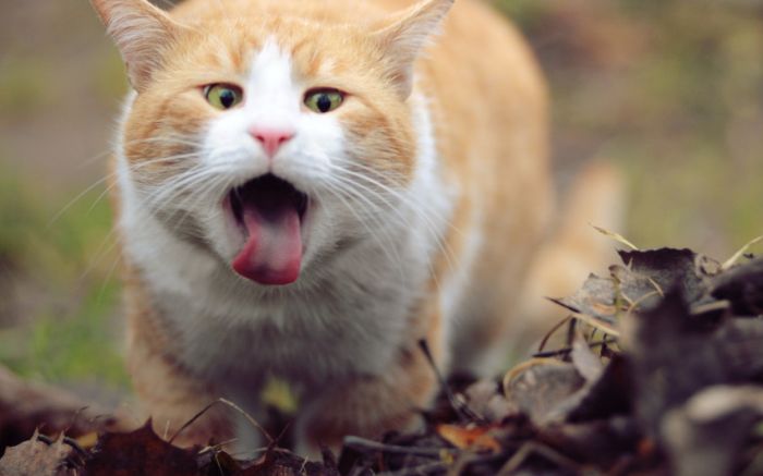 Awesome Animal Photos (100 pics)