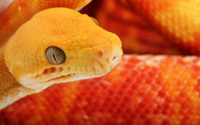 Awesome Animal Photos (100 pics)