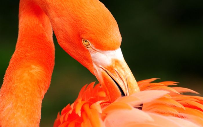 Awesome Animal Photos (100 pics)