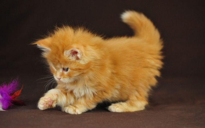 Awesome Animal Photos (100 pics)
