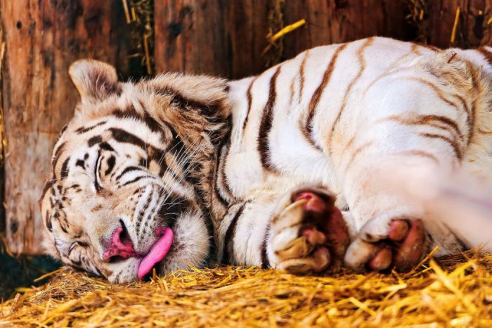 Awesome Animal Photos (100 pics)