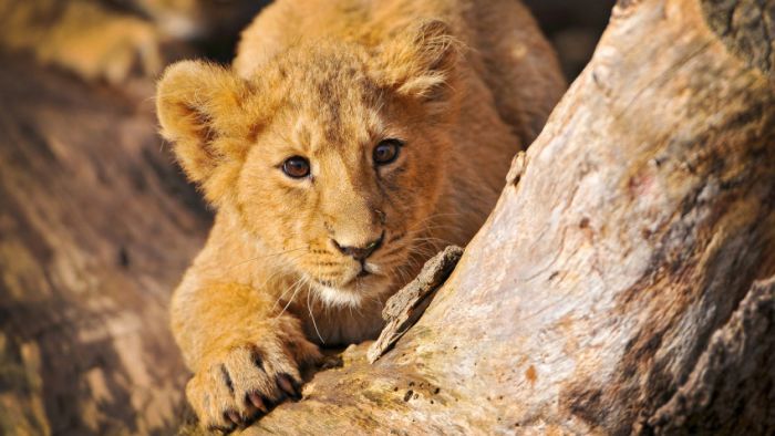 Awesome Animal Photos (100 pics)