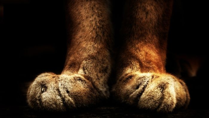 Awesome Animal Photos (100 pics)