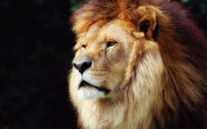 Awesome Animal Photos (100 pics)