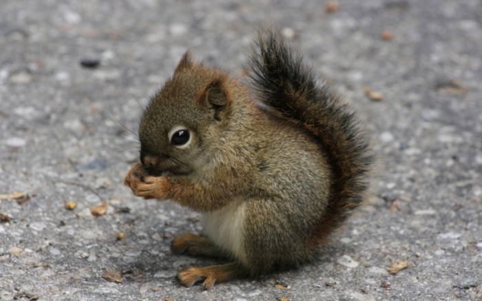 Awesome Animal Photos (100 pics)