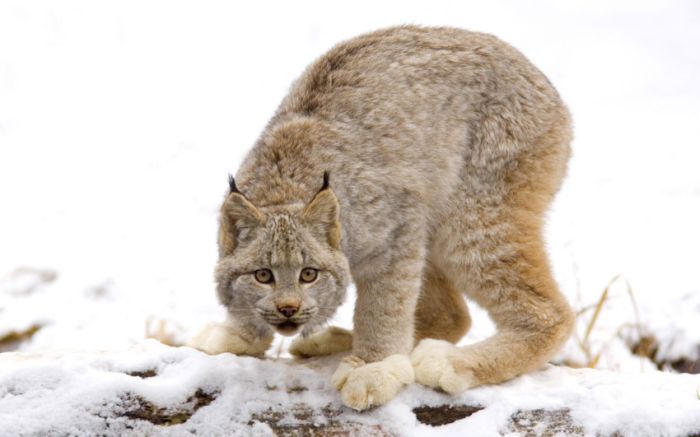 Awesome Animal Photos (100 pics)
