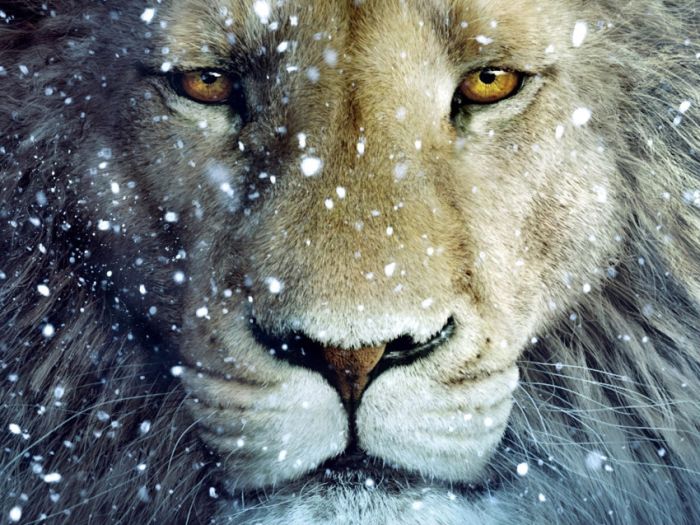 Awesome Animal Photos (100 pics)
