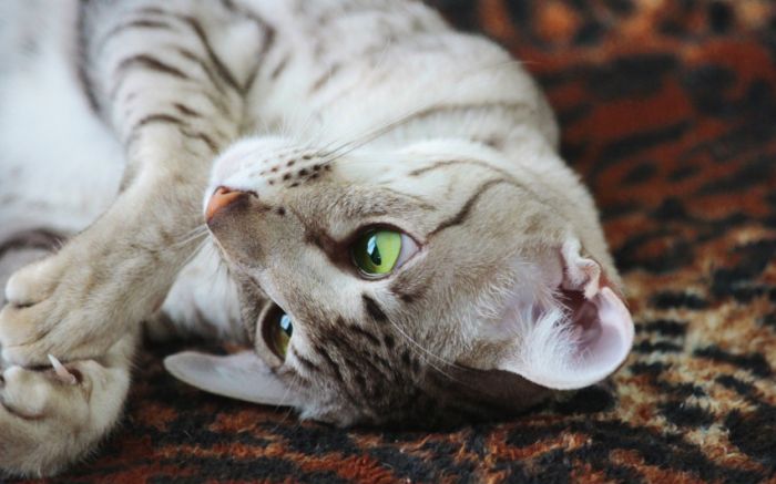 Awesome Animal Photos (100 pics)