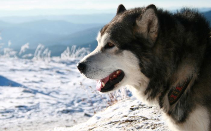 Awesome Animal Photos (100 pics)