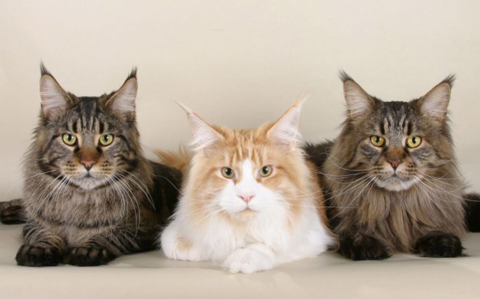 Awesome Animal Photos (100 pics)