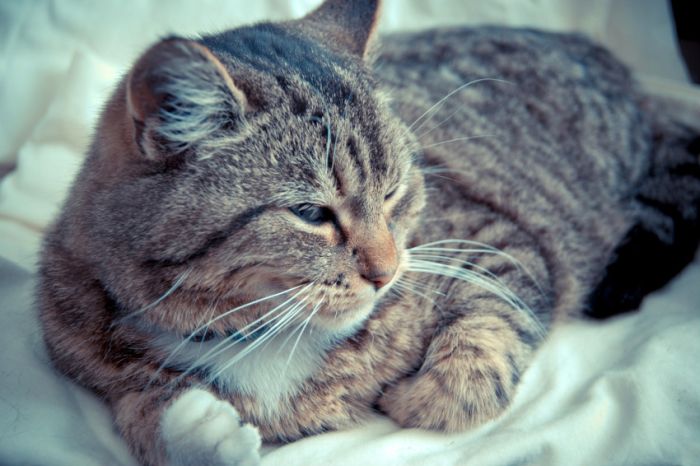 Awesome Animal Photos (100 pics)