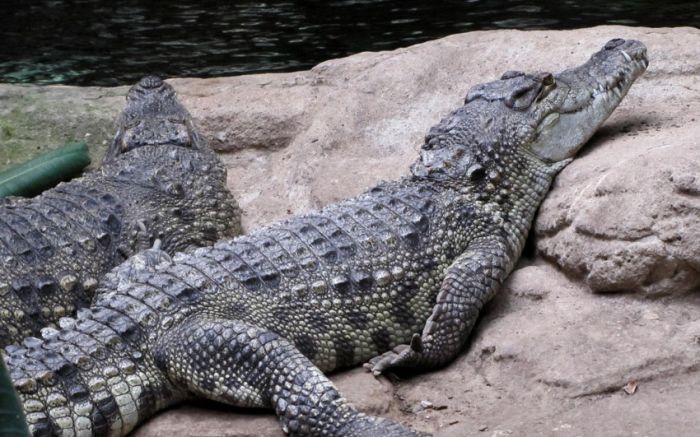 Awesome Animal Photos (100 pics)
