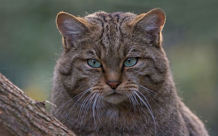 Awesome Animal Photos (100 pics)