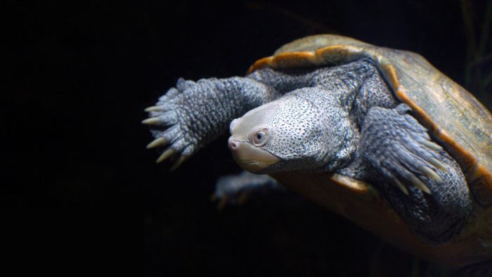 Awesome Animal Photos (100 pics)