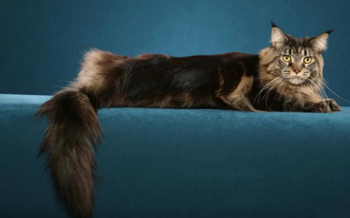 Awesome Animal Photos (100 pics)