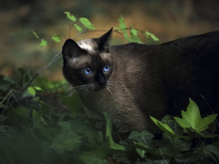 Awesome Animal Photos (100 pics)