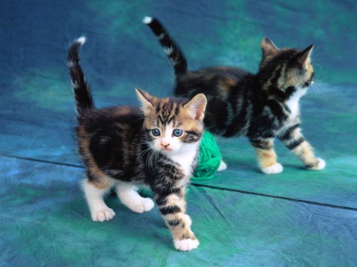 Awesome Animal Photos (100 pics)