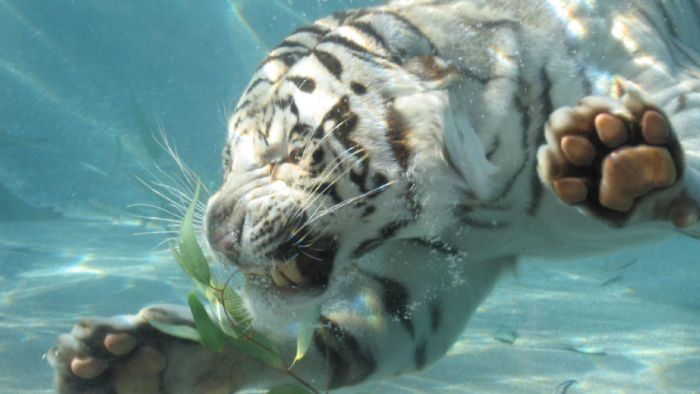 Awesome Animal Photos (100 pics)