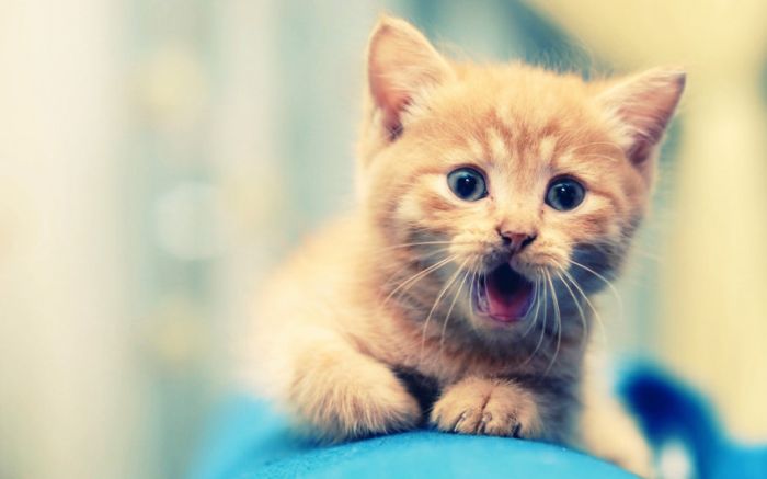 Awesome Animal Photos (100 pics)