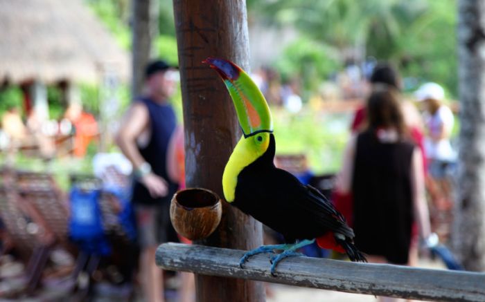 Awesome Animal Photos (100 pics)
