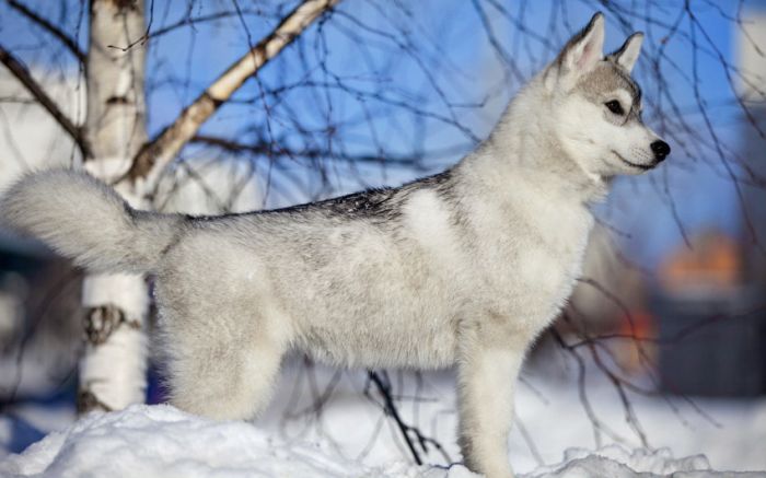 Awesome Animal Photos (100 pics)