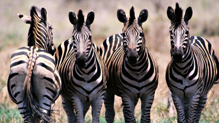 Awesome Animal Photos (100 pics)