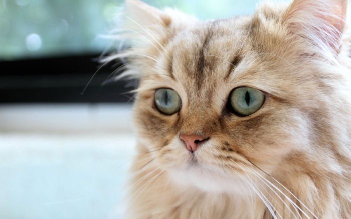 Awesome Animal Photos (100 pics)