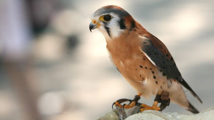 Awesome Animal Photos (100 pics)