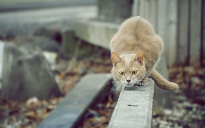 Awesome Animal Photos (100 pics)