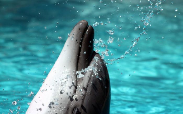 Awesome Animal Photos (100 pics)