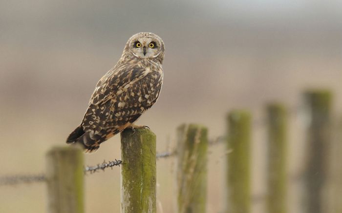 Awesome Animal Photos (100 pics)