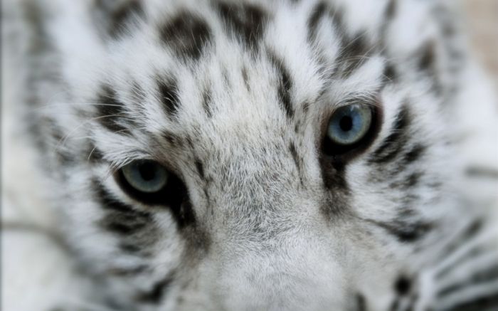 Awesome Animal Photos (100 pics)