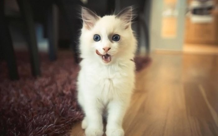 Awesome Animal Photos (100 pics)